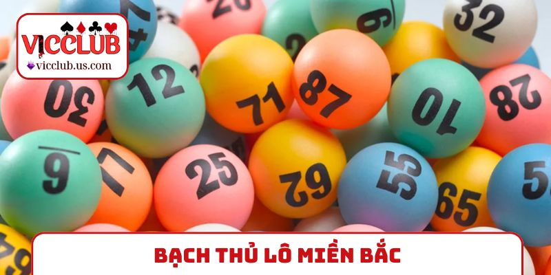bạch thủ lô miền bắc